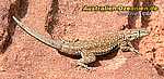 Lizard