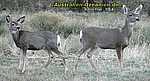 Deer at Grand Canyon