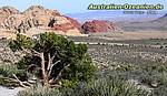 overlooking Red Rock Canyon National Conservation Area