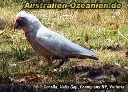 Corella, Grampians National Park