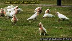 Corellas auf der Wiese, Halls Gap