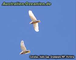 Corellas in der Luft, Grampians National Park