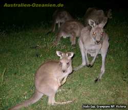 Känguruhs in der Nacht, Halls Gap