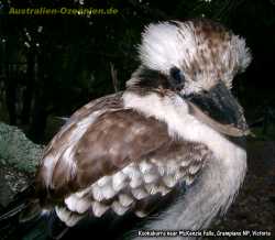 Kookaburra