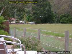 Blick von der Terrasse: Känguruh-Kampf beim Frühstück