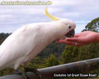 Kakadu - Cockatoo