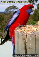 Rosella