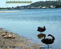 Black Swan, Lakes Entrance