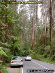 Straße durch Wald nördlich von Melbourne