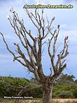 Papageien in einem kahlen Baum