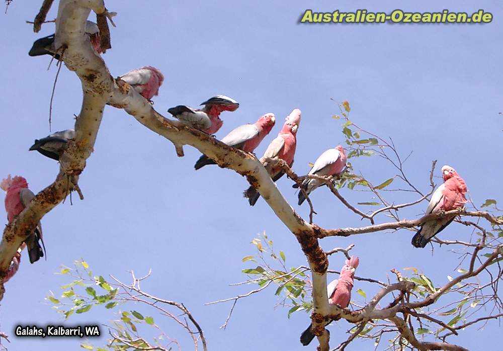 Galahs im Baum