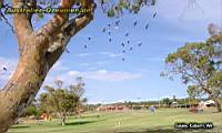 Ein Schwarm Galahs, Kalbarri