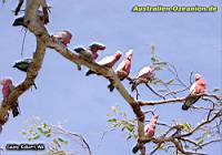 Galahs im Baum