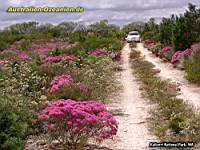 Auto auf Feldweg zwischen Wildblumen