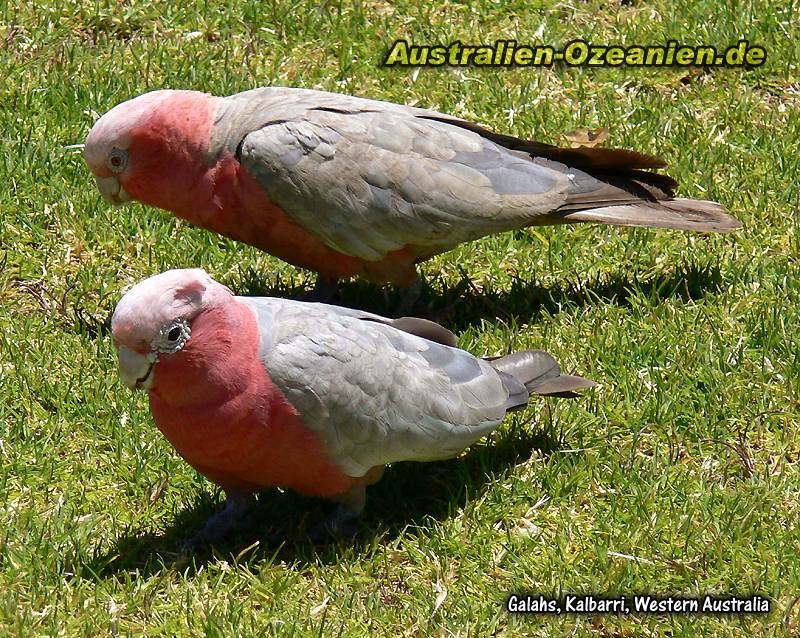 zwei Galahs auf der Wiese