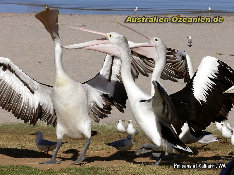Pelikane schnappen nach Fisch