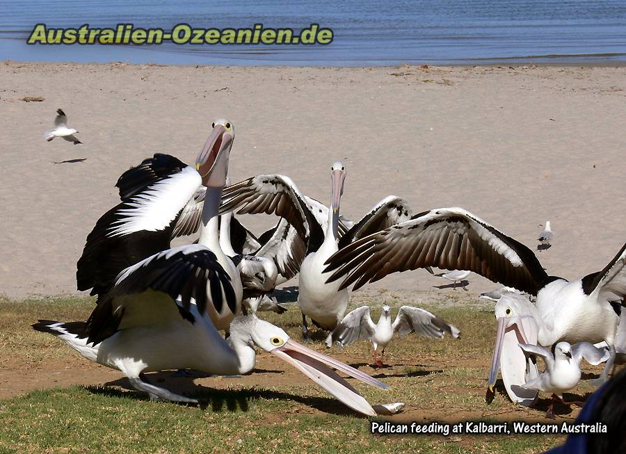 Brillenpelikane bei der Fütterung