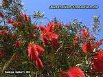 Banksia