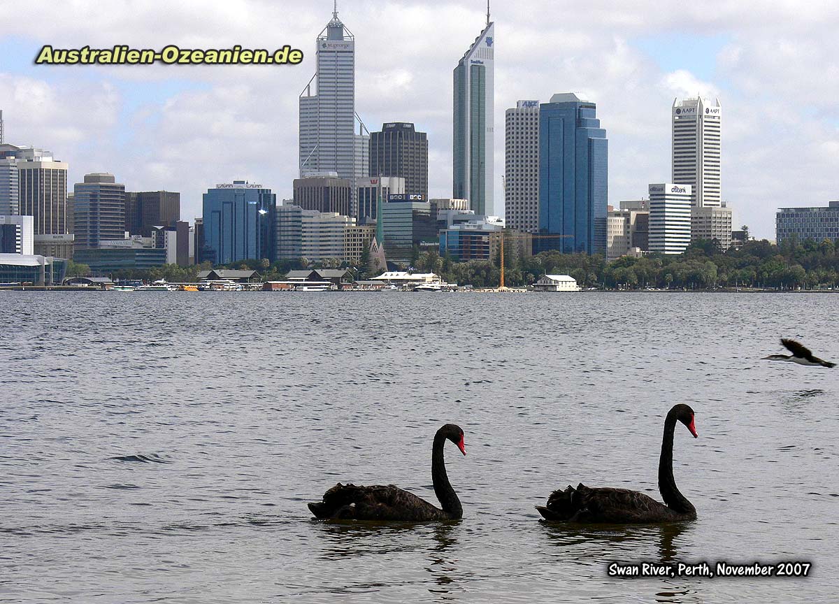 zwei schwarze Schwäne; im Hintergrund die Skyline von Perth