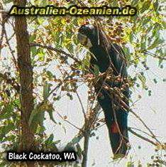 schwarzer Kakadu - Black Cockatoo