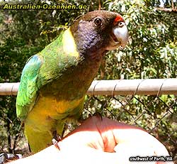 "Australian ringneck" auf der Hand