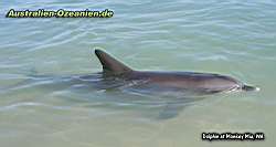 Delfin