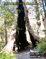Der Giant Tingle Tree im Walpole Nornalup National Park