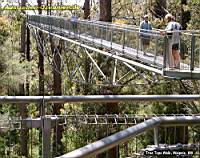 Tree Tops Walk - Eine Brücke unterhalb der Baumkronen