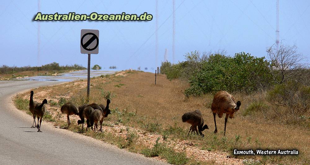 Emu und 10 Junge