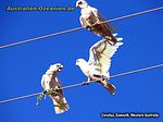 zankende Corellas auf einer Freiluftleitung