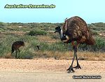 Emu überquert die Straße