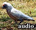 Audio: Corellas