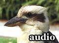Audio: Kookaburras