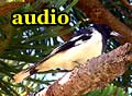 Audio: Magpie