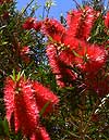 Banksia in Westaustralien