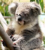 Koala