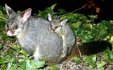 Possum mit Jungem auf dem Rücken