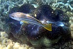 Unterwasseraufnahme von einer Schnorcheltour am Great Barrier Reef