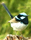 Superb Fairy Wren