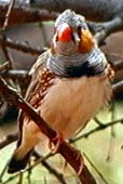 Zebra Finch - Zebrafink