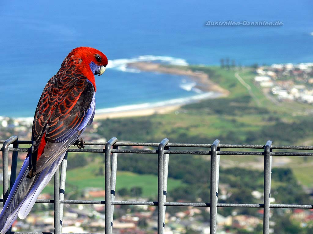 Crimson Rosella