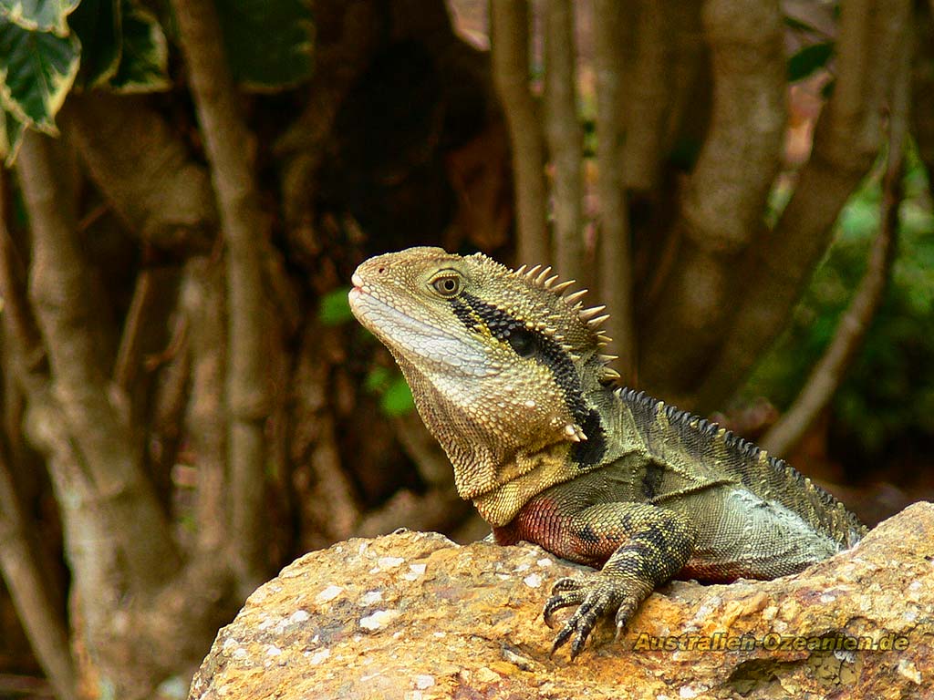 Wasseragame - water dragon