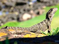 Lizard in the sun - grosse Echse mit erhobenem Kopf