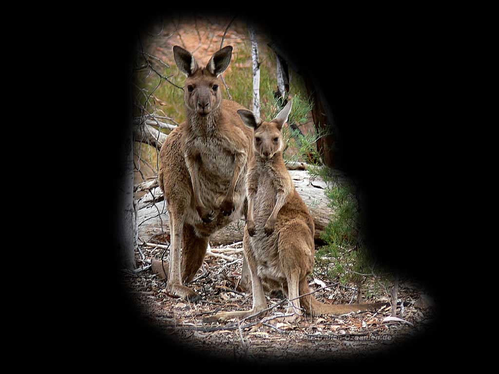 two kangaroos