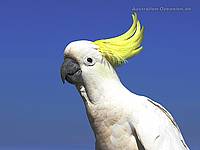 Kakadu - Cockatoo