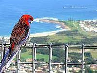 Rosella at Bulli lookout