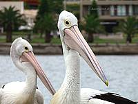 Australische Pelikane - Brillenpelikane (Australian pelicans)