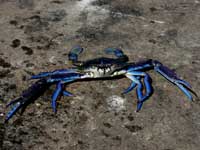 tasty blue crab