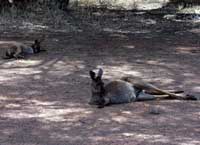 lazy kangaroos