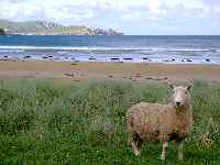 sheep and ocean